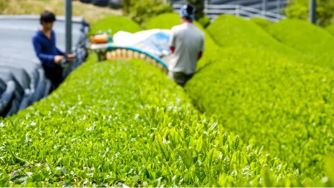 抹茶づくり風景1