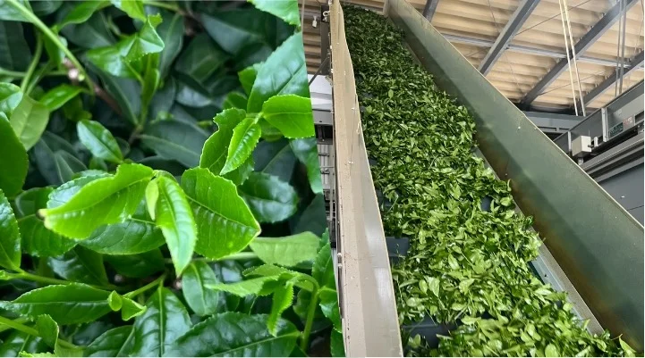 How Matcha Is Made